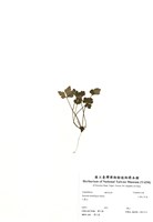 藏品(三葉山芹菜)的圖片
